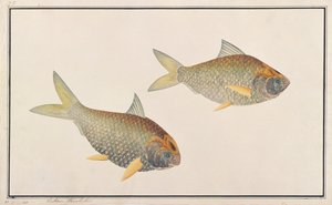 Shad, uit Tekeningen van Vissen uit Malakka, c.1805-18